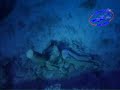 Buceo - Terrible Tragedia