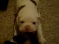 Training Dog To Kill Stinknugget