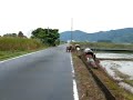 Bird watching in rice field