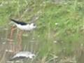 Bird watching in rice field