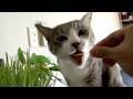 Cat-Grass