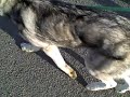 Kavik in the park part2