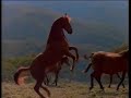 The Silver Brumby Part 3