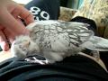 Killie Whiteface Pearl Pied Cockatiel