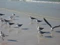 Seagulls Seagulls