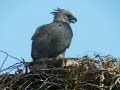Harpy Eagle
