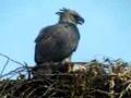 Harpy Eagle