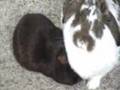 Bunny Loves Guinea Pig