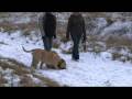 videos de Britney JB-Sapiens Rex FCI