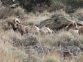 Ruby Mountain Bighorn Sheep