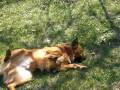 videos de Bear rolling in the grass