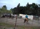 2 Man Cow Sorting!
