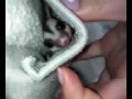 赤ちゃん友蔵フクロモモンガ