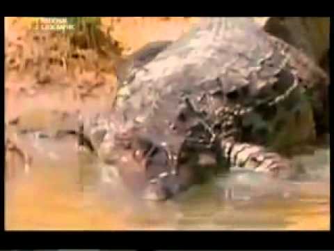 Electric Eel Vs Crocodile (Amazonian Cayman)