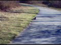 Up-Close Squirrel