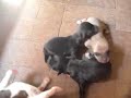 Filhotes de Podengo Brasileiro.
