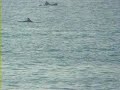 Dolphins from Barcelona harbour