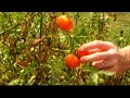 Last Harvest Last Harvest