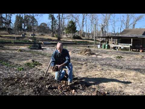how to harvest taro