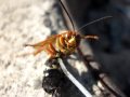 Macro Giant Cicada-Killer Wasps of Warren Dunes