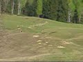 Grizzly chase - filmed from the highway Grizzly chase - filmed from the highway