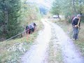 Laurent et les vaches