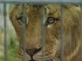 Half lion, half tiger - it's a liger Half lion, half tiger - it's a liger