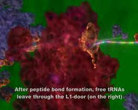 Ribosome in action