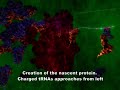 Ribosome in action