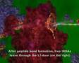 Ribosome in action