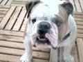 BULLDOG MACK MACKIE avs.wmv