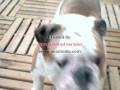 BULLDOG MACK MACKIE avs.wmv