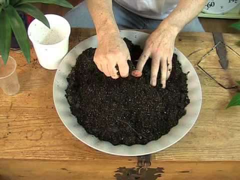 how to replant indoor plants