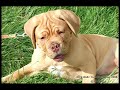 Photo video of Banjo's friends