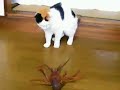 伊勢海老