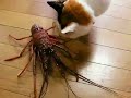 伊勢海老