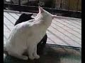 Gatti in love... o no... Gatti in love... o no...