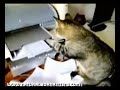 Cat Vs. Printer Cat Vs. Printer