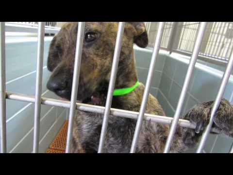 how to isolate a dog with kennel cough