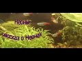 Видео - Неоны (Рассказ о Неонах/Аквариумные рыбки) тетра