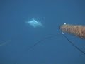 Leccia Marco Dada Pesca Apnea