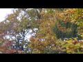 HERBST