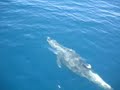 Dophins in Catalina Island