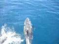 Dophins in Catalina Island