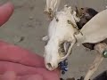 tempestgracegale.mov
