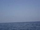 Daily cruise to Capri along the Sorrento Coast seeing first 