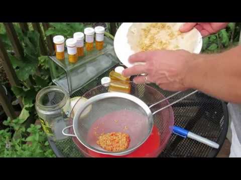 how to collect tomato seeds