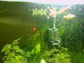My Aquarium
