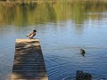 Ducks walk the plank.