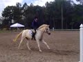 large Welsh Cross Pony for Sale CUTE!